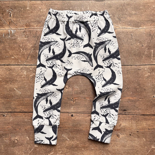 Whale Pod Harems 12-18m